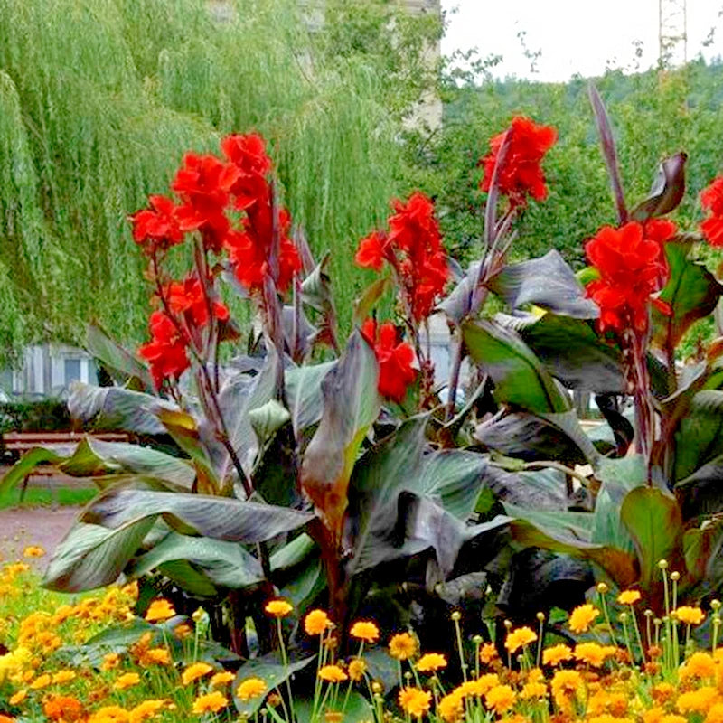 10 PURPLE LEAF CANNA SEEDS with orange flowers