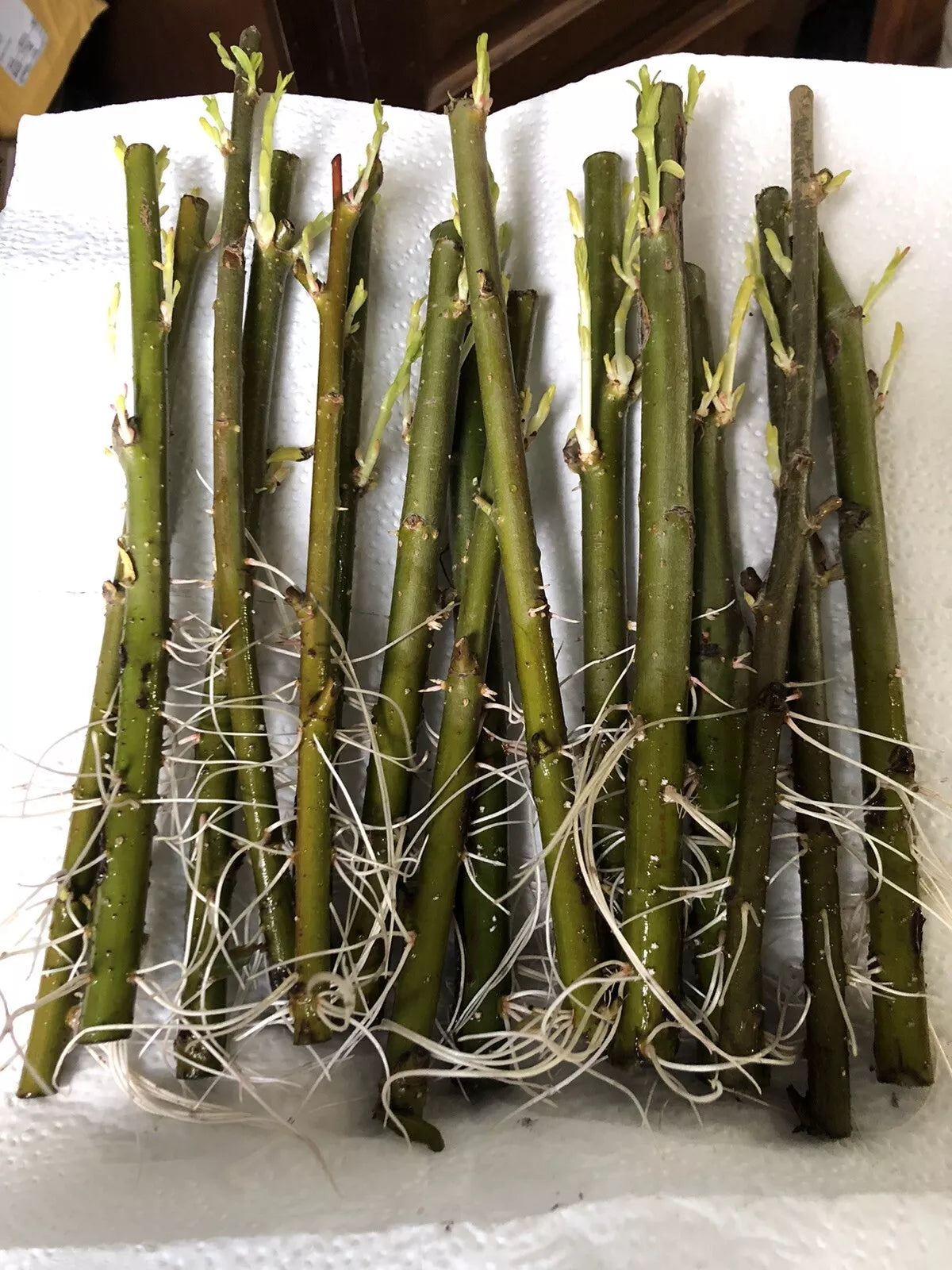 100 Austree Hybrid Willow Tree Cuttings  Extremely Fast Growing Trees.