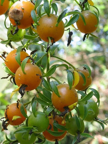 Pereskia aculeata VARIEGATED rare plant cactus 4 pot V