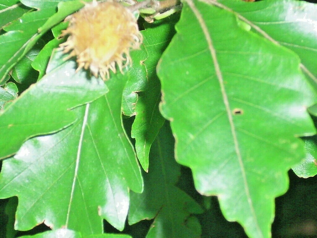 12 AMERICAN BEECH SEEDS - Fagus grandifolia