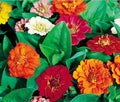 ZINNIA THUMBELINA DWARF MIX Zinnia Elegans - 550 Bulk Seeds