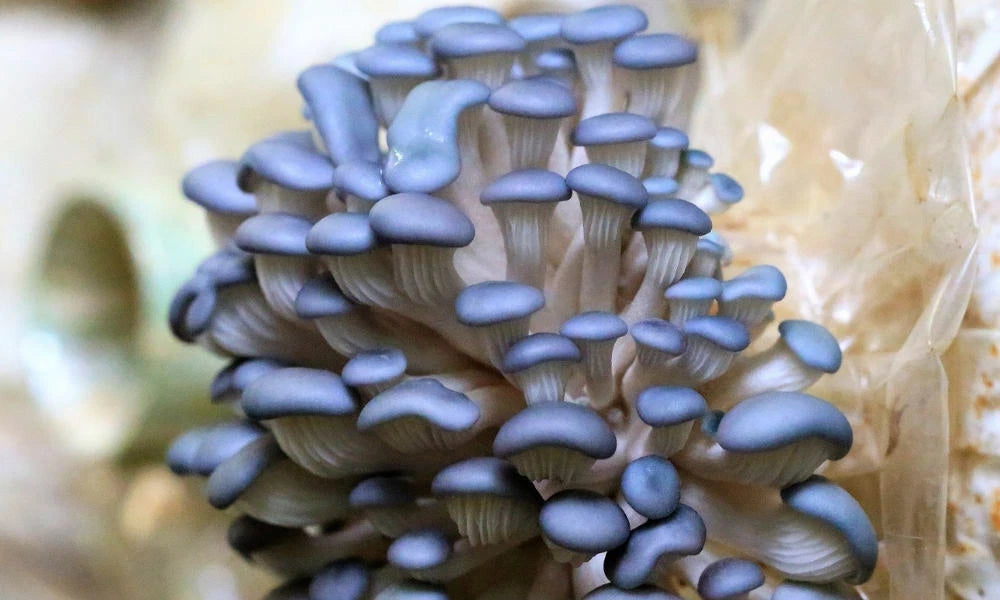 Seeds Mushroom Oyster Blue Mycelium Spawn Spores Organic Ukraine