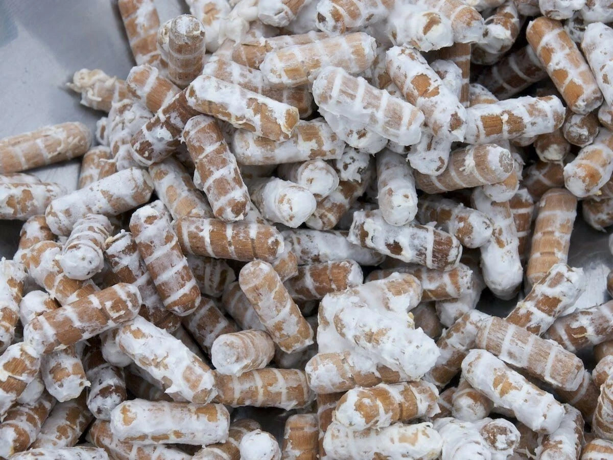 100+ Organic Pearl Oyster Gourmet mushroom Plugs