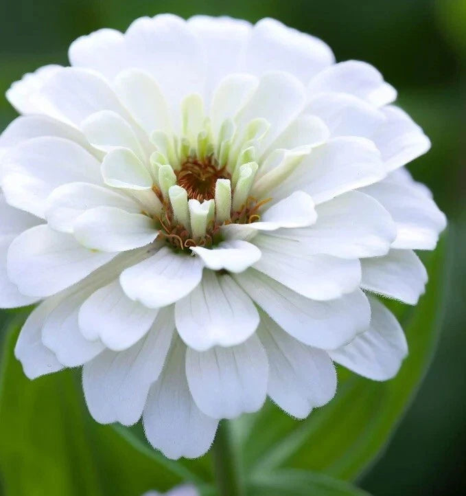 100+ White Zinnia Seeds/ Polar Bear / Bees/ Butterflies/ Birds/Double Flowered