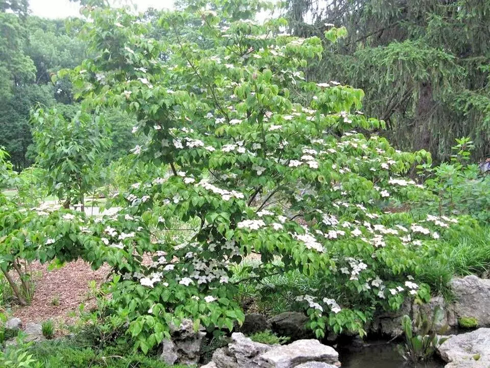 12 SANTOMI KOUSA DOGWOOD SEEEDS  - Cornus kousa 'Satomi'  ( pink flowers )