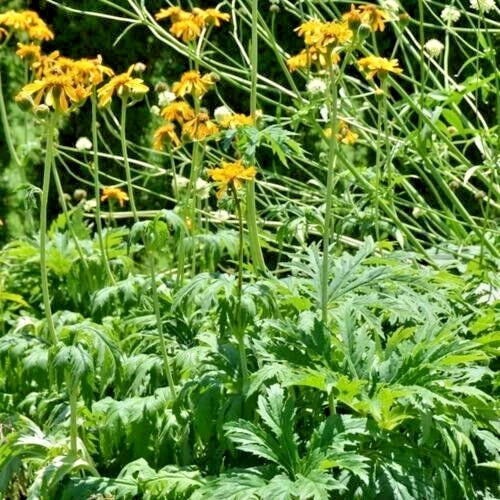 15  CHINESE DRAGON JAPANESE LIGULARIA SEEEDS - Ligularia japonica Chinese Dragon