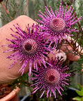 Isopogon formosus Rose Coneflower 10 seeds