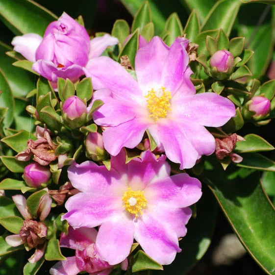 Pereskia grandifolia exotic rare succulent cacti bonsai caudex plant cactus 4