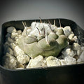 Turbinicarpus Jauernigii Seed Grown Cactus US SELLER