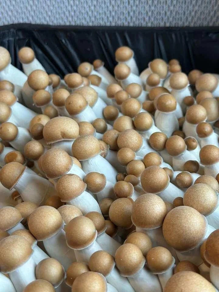 Premium Bulk Mushroom Substrate Mix | Fully Pastuerized | Maximum Yield 5 LBS