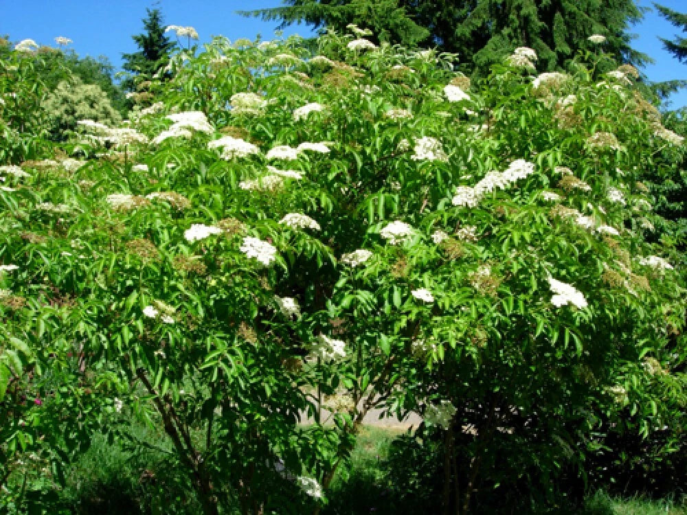 AMERICAN ELDERBERRY Sambucus Canadensis - 25 SEEDS. FREE S&H