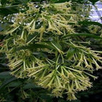 ~Night Blooming Jasmine~ Cestrum Nocturnum~ Live Plant~ Intensely Fragrant~