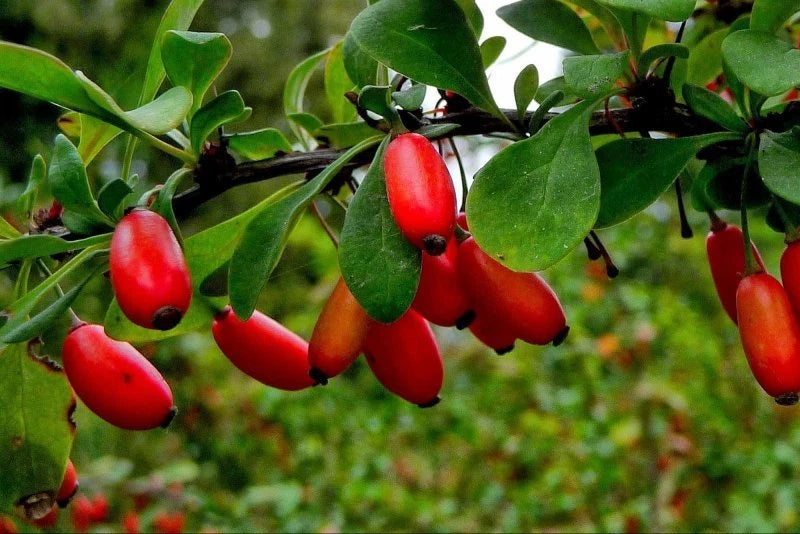 EUROPEAN BARBERRY Berberis Vulgaris - 20+ SEEDS