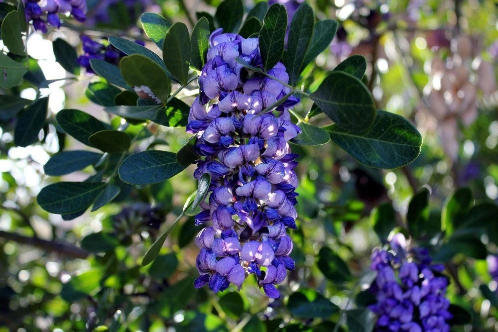 TEXAS MOUNTAIN LAUREL Sophora Secundiflora - 10 SEEDS