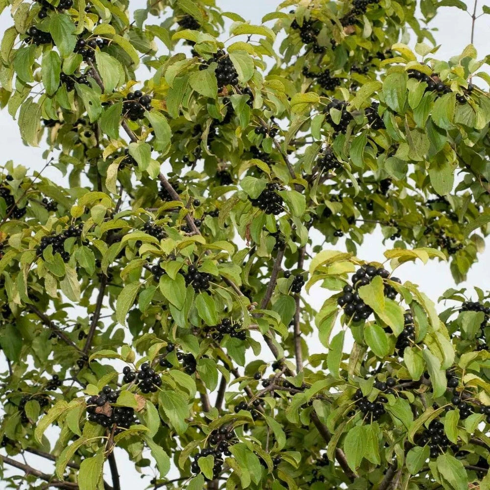 EUROPEAN BUCKTHORN Rhamnus Cathartica - 50+ SEEDS