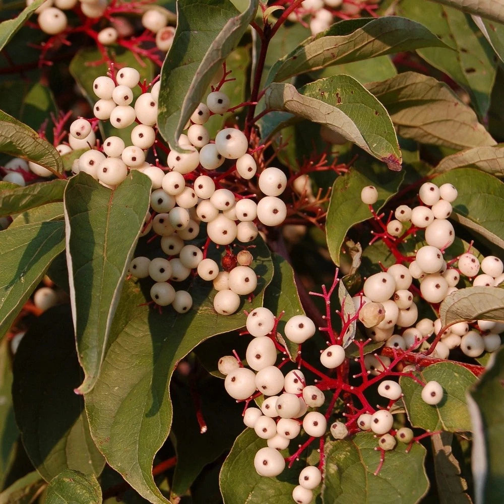 GRAY DOGWOOD Cornus Racemosa - 10+ SEEDS