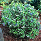 100+ Blueberry Seeds  - Dwarf Top Hat  | Low Bush Variety - Sweet Edible Fruits