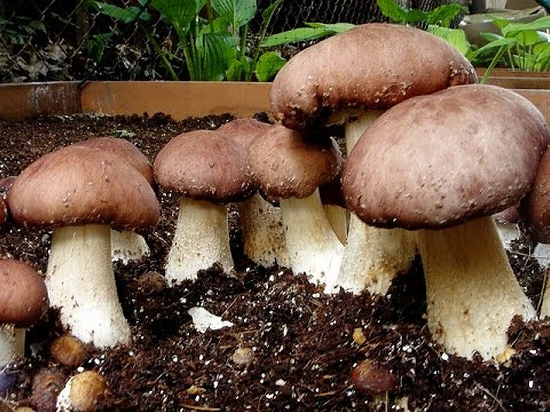1 LB Wine Cap mushroom Grain Spawn US Seller!!!