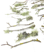 10 count 6-12 Live Lichen & Moss Covered Wood Sticks, Terrarium Fairy garden