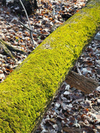 1 Pound Live Green Sheet Moss
