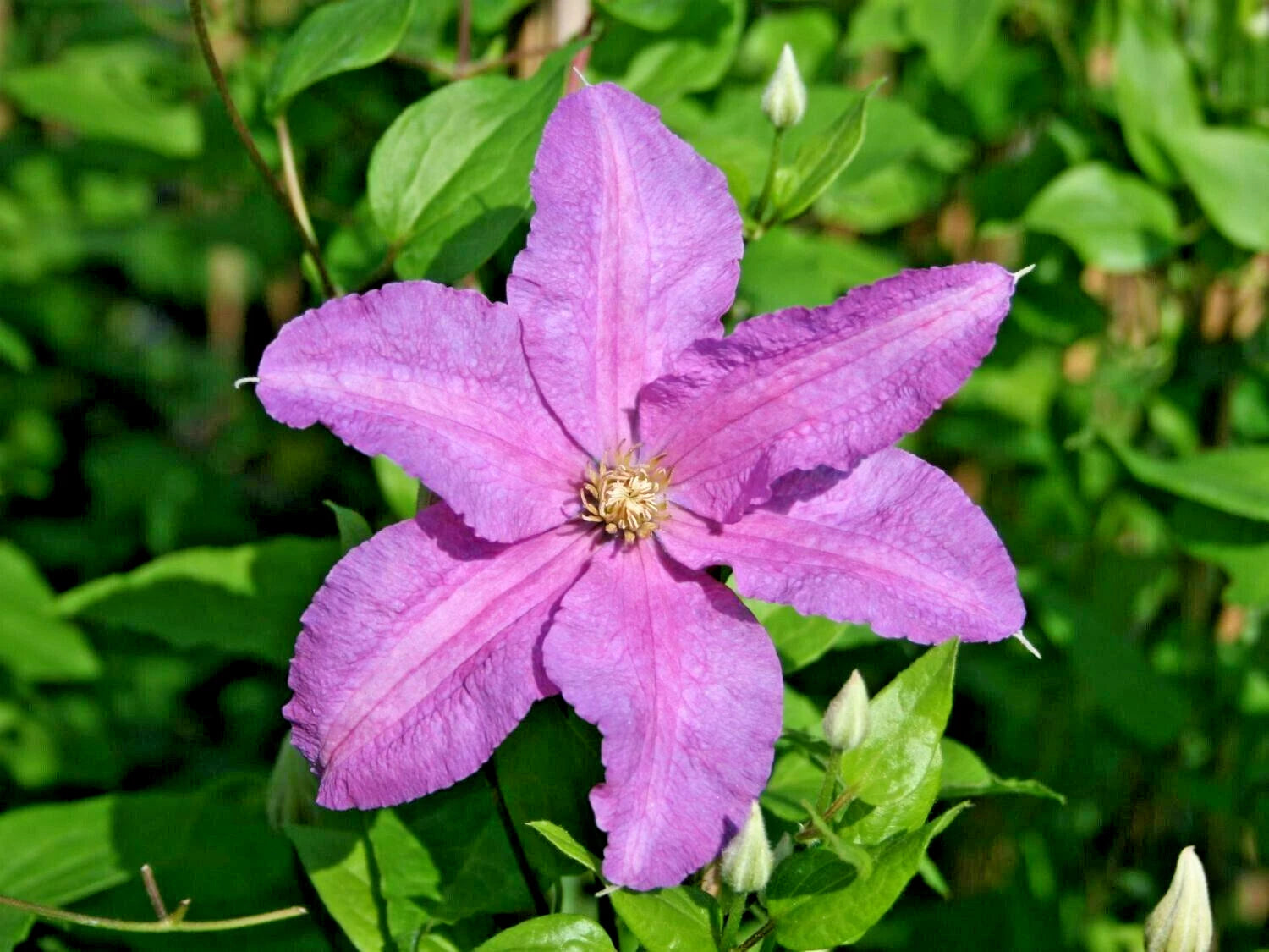 15 DANUTA CLEMATIS SEEEDS