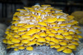 20 Count 4x3.5x19 Sealable Mushroom Grow Bags Grain Substrate Mycelium Bag