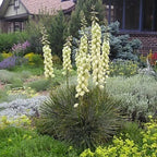 SOAP WEED Yucca Glauca - 25+ SEEDS