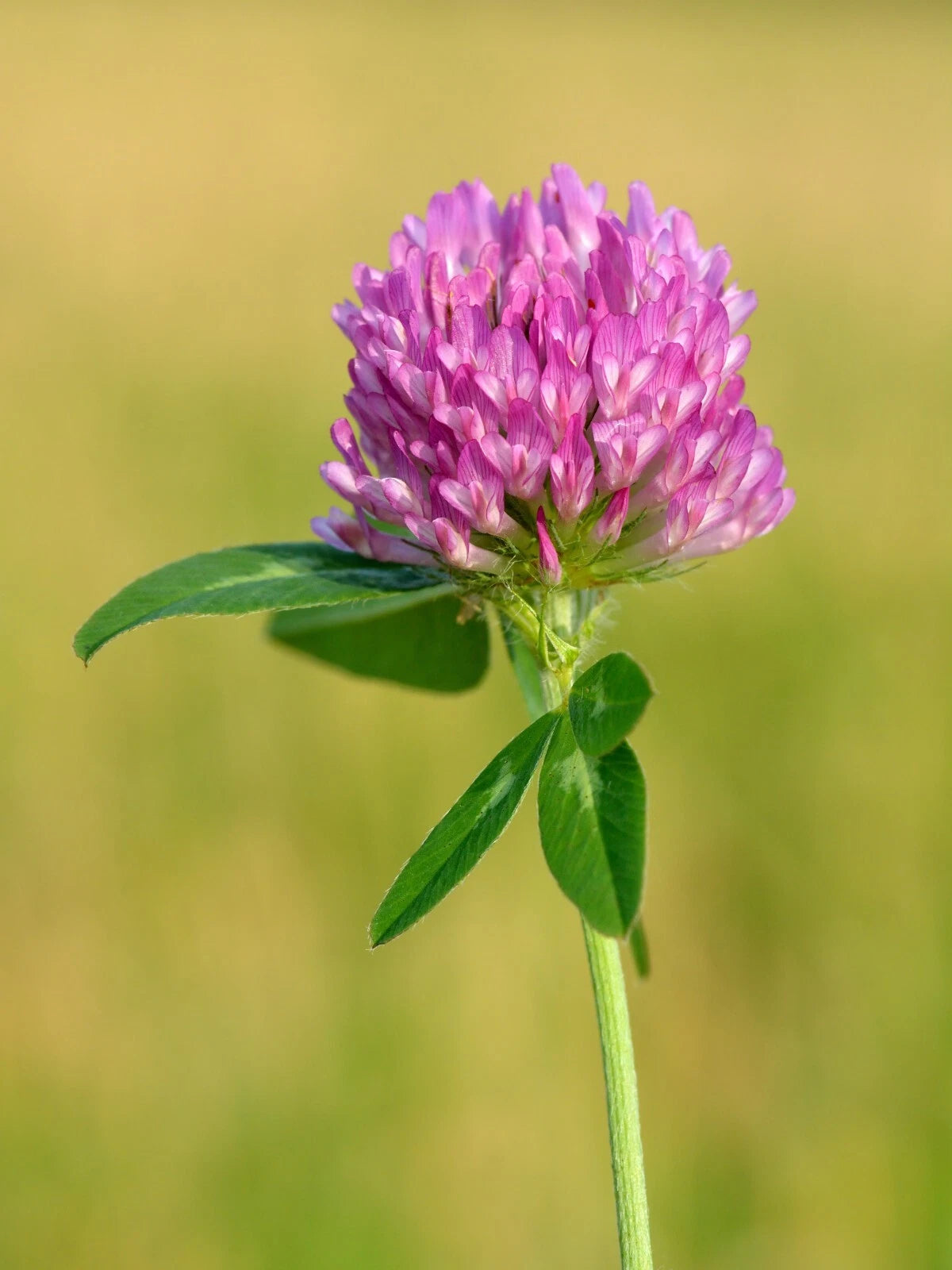 1000 Mammoth Red Clover Seeds - Trifolium pratense Mammoth - Non-GMO Seeds
