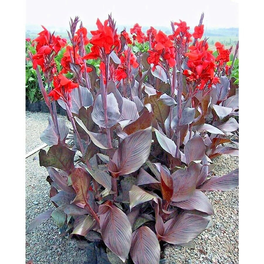 10 PURPLE LEAF CANNA SEEDS with orange flowers