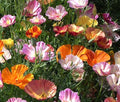 CALIFORNIA POPPY BALLERINA MIX Eschscholzia Californica - 10,000 Bulk Seeds