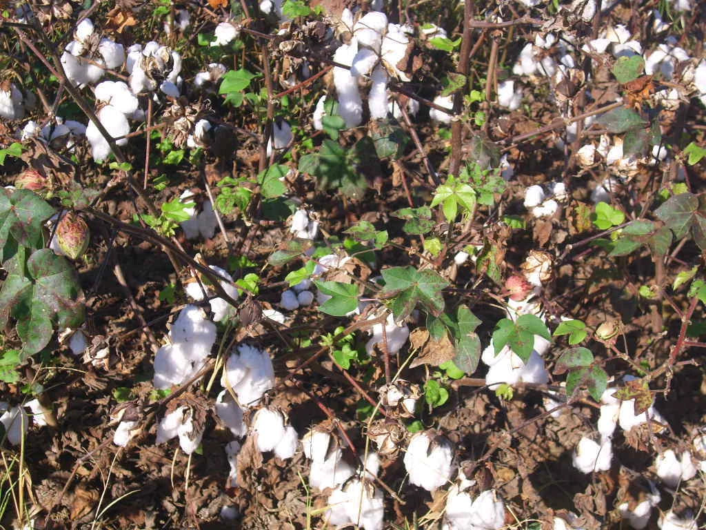 12 UPLAND COTTON SEEEDS  Gossypium hirsutum