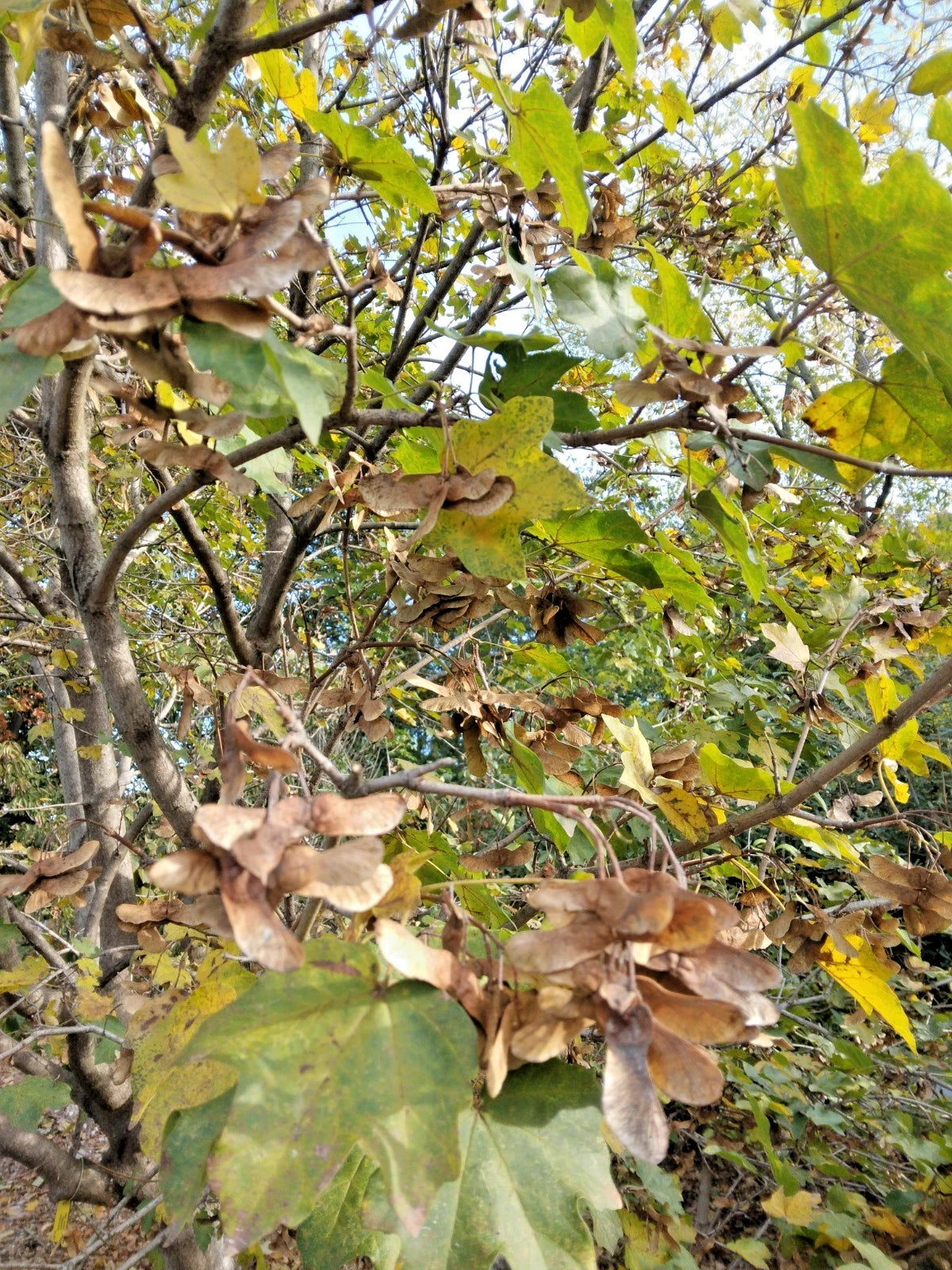 15 COMPACT HEDGE MAPLE SEEEDS - Acer campestre Compactum