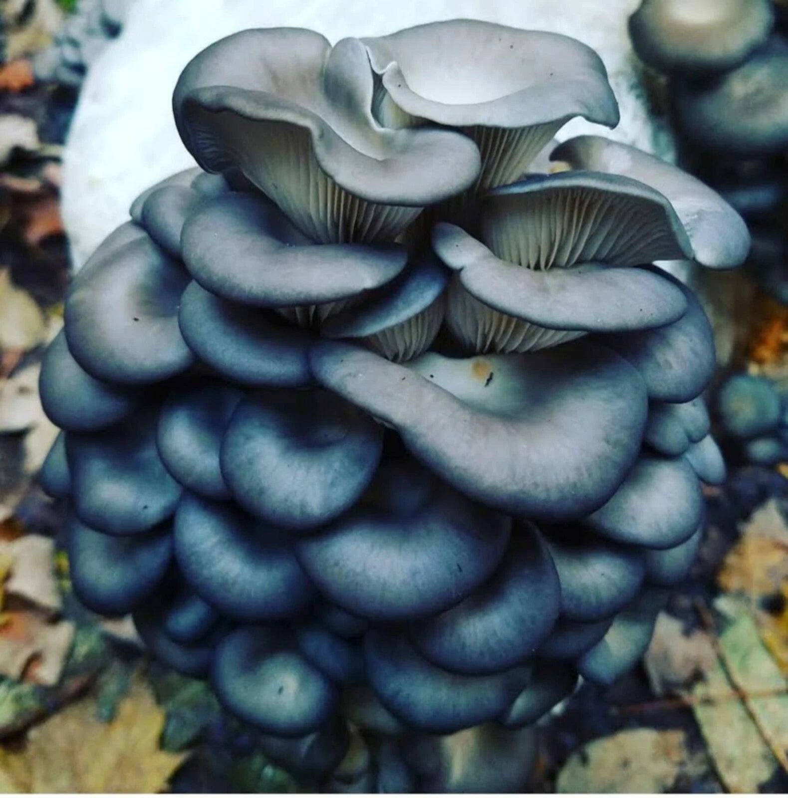 1 LB of blue oyster mushroom Grain Spawn US Seller!!!