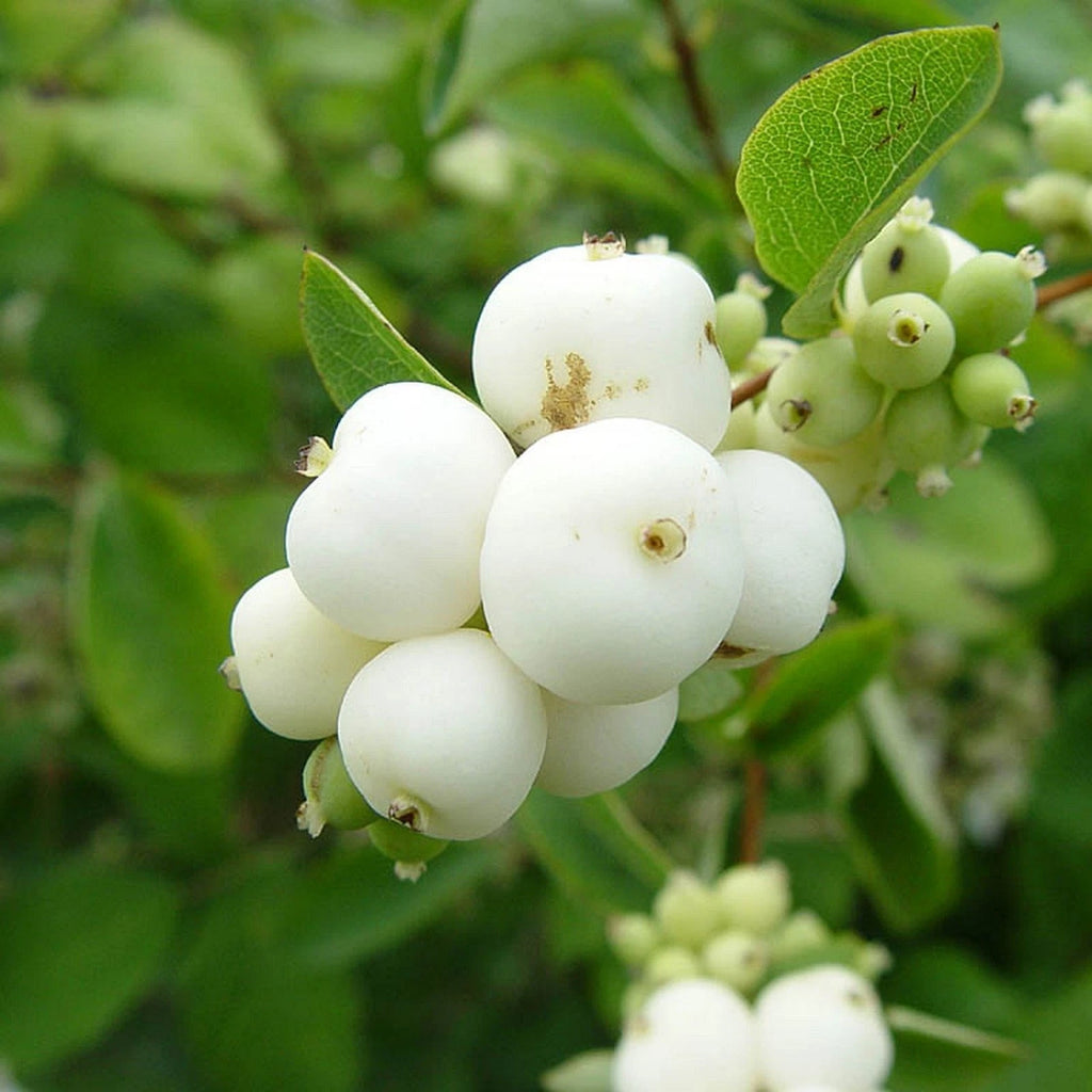 SNOWBERRY Symphoricarpos Albus - 10 SEEDS