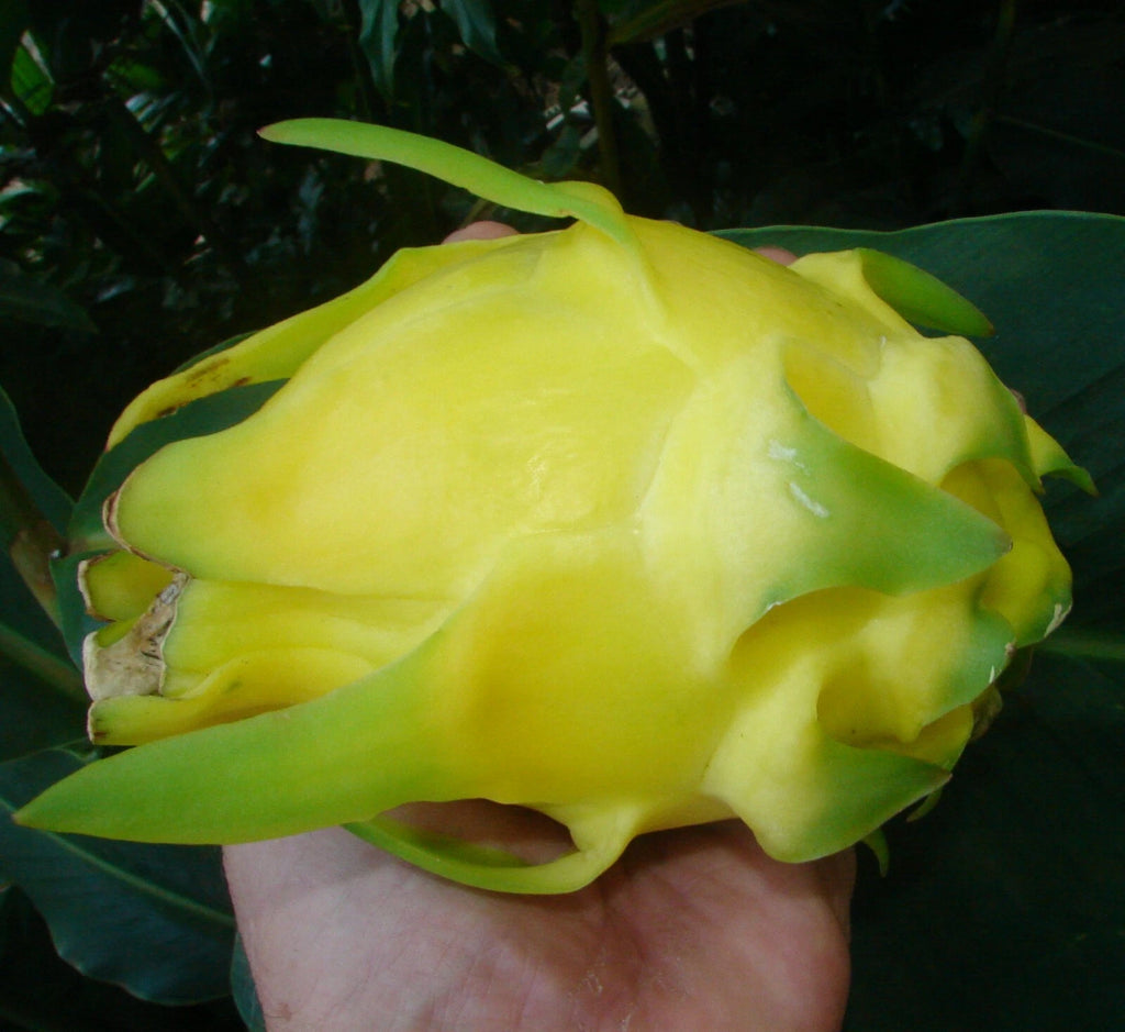 ~GOLDEN DRAGON~ DragonFruit Pitaya White Pulp Yellow Fruits Undatus Seeds EXOTIC