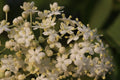 100 Black Elderberry Seeds - Sambucus nigra - Common Elder - European Elder