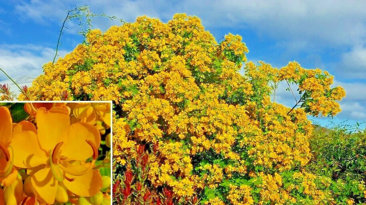 15 ARGENTINE SENNA SEEEDS - Senna corymbosa