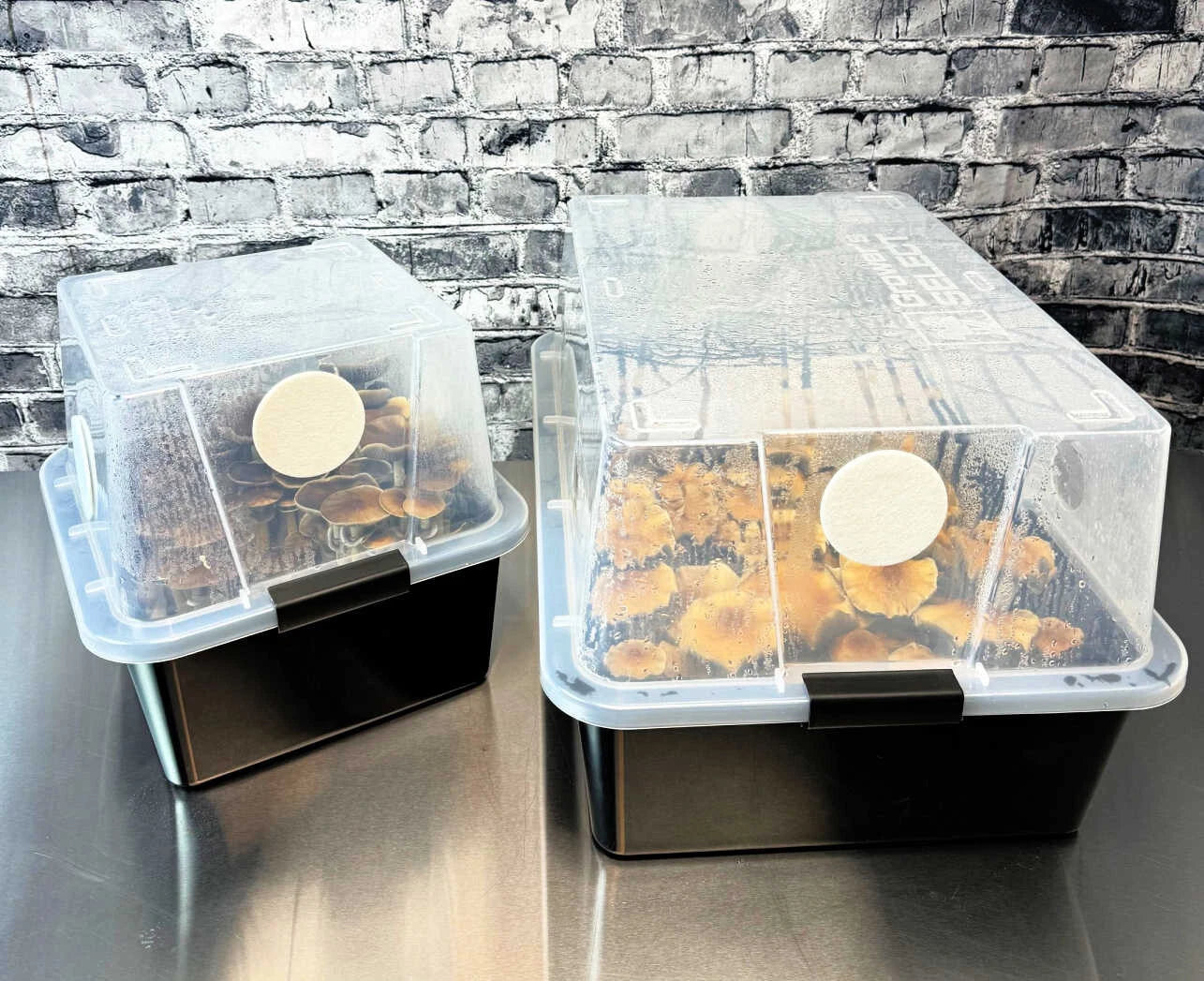 Grower's Select 48Q Mushroom Monotub Fruiting Chamber w/ Filter Disks and Liner