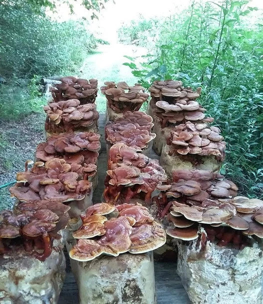 100 g+/4 oz Organic Red Reishi Medicinal Mushroom Grain Spawn US Seller!!!