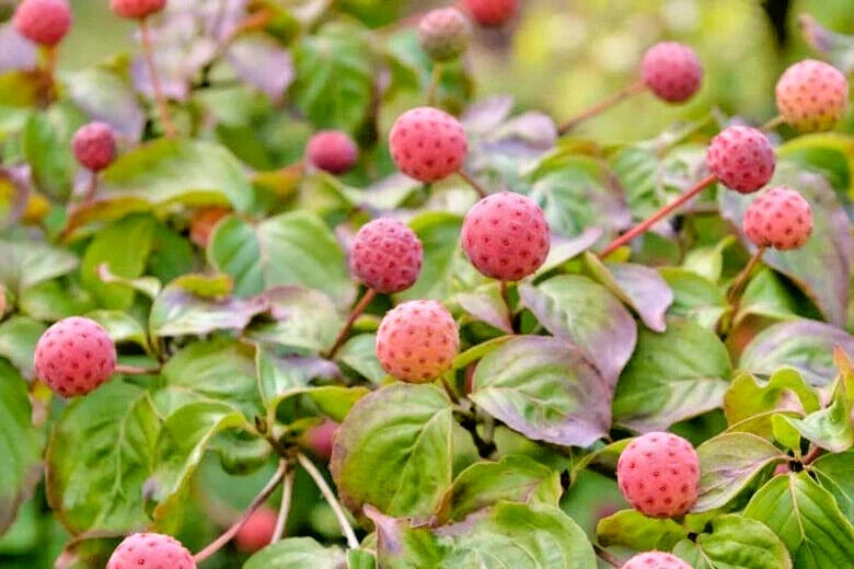 12 SANTOMI KOUSA DOGWOOD SEEEDS  - Cornus kousa 'Satomi'  ( pink flowers )