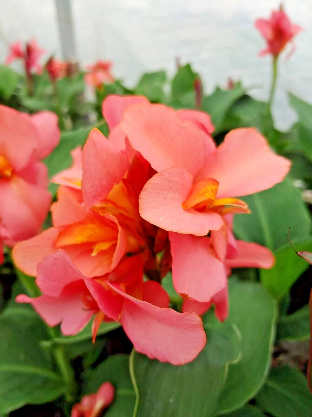 12 MANGO CANNOVA CANNA SEEEDS