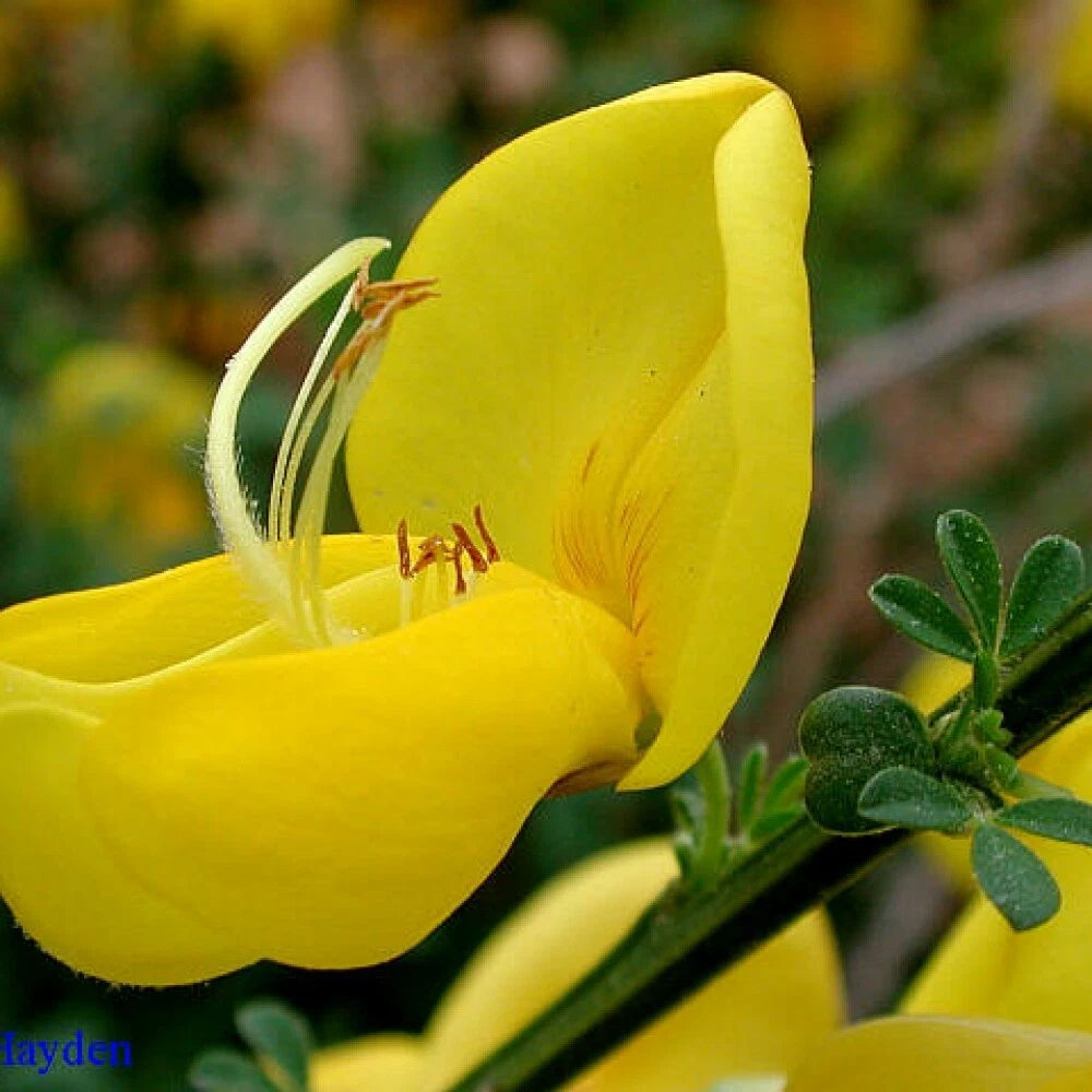 SCOTCH BROOM Cytisus Scoparius - 25 SEEDS. FREE S&H