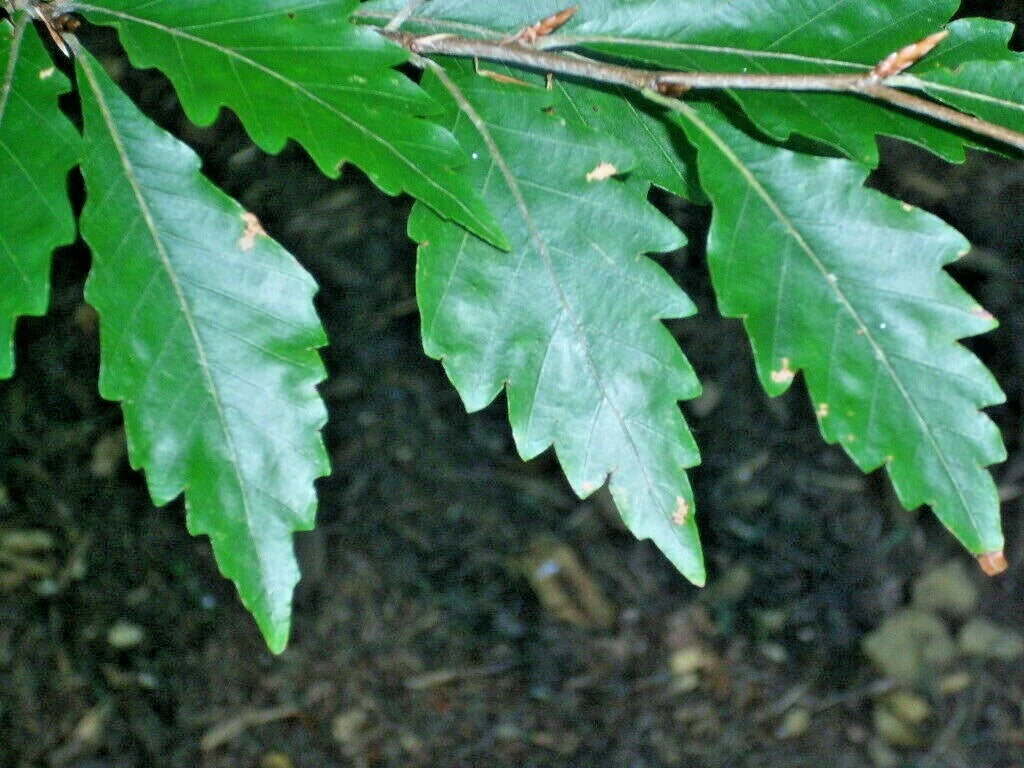 12 AMERICAN BEECH SEEDS - Fagus grandifolia