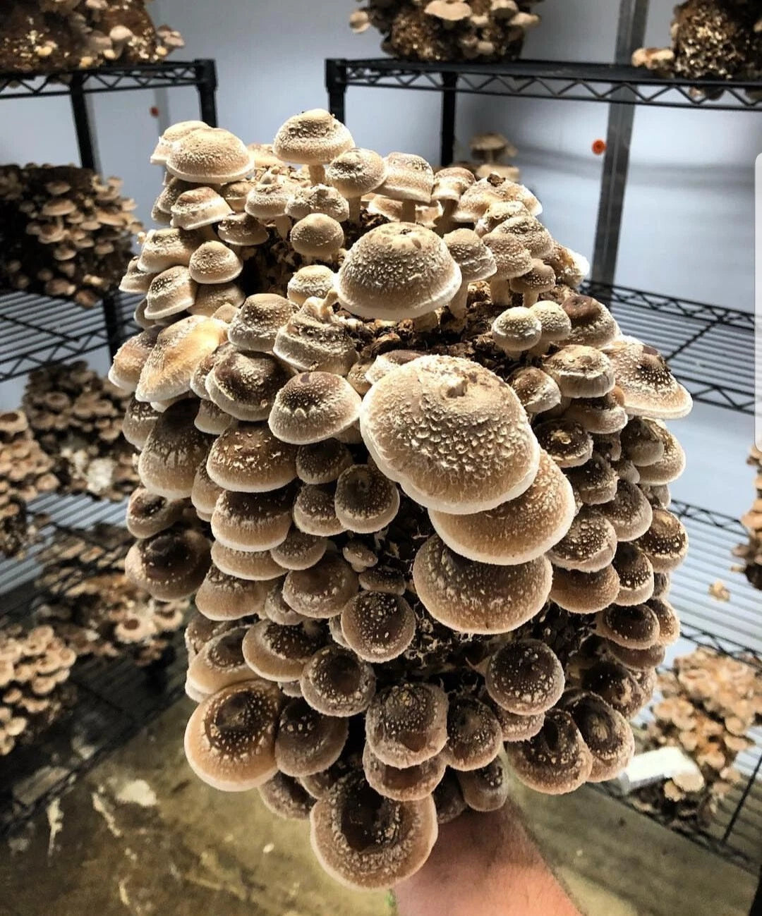 1 LB of Shiitake mushroom Grain Spawn US Seller!!!