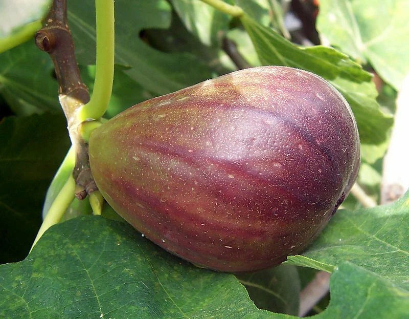 Fig Tree - 'Black Mission' - Fruiting Fig Tree - Ficus Carica