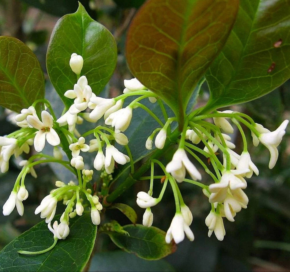 TEA OLIVE Osmanthus Fragrans - 5+ SEEDS