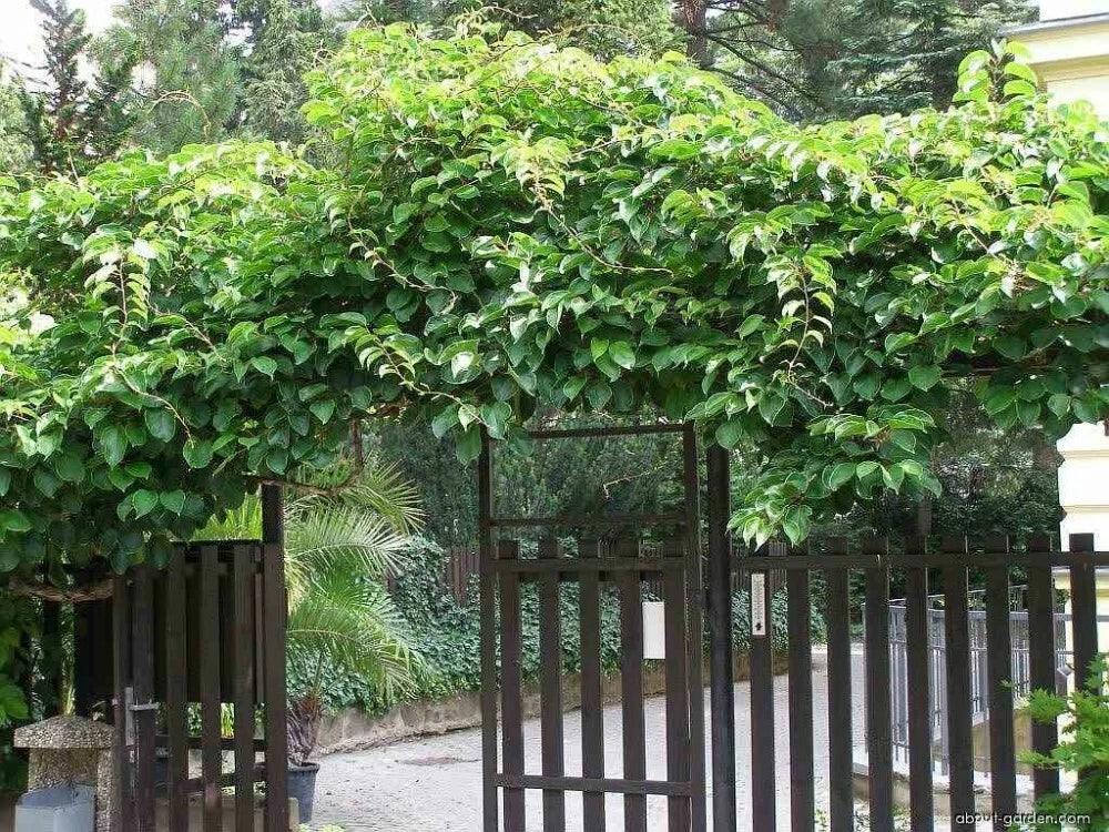 HARDY KIWI Actinidia Arguta - 30+ SEEDS
