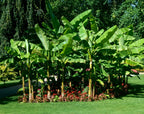 ~BASJOO Banana Tree~~Cold Hardy Musa Live Banana Tree-SMALL ROOTED STARTER PLANT