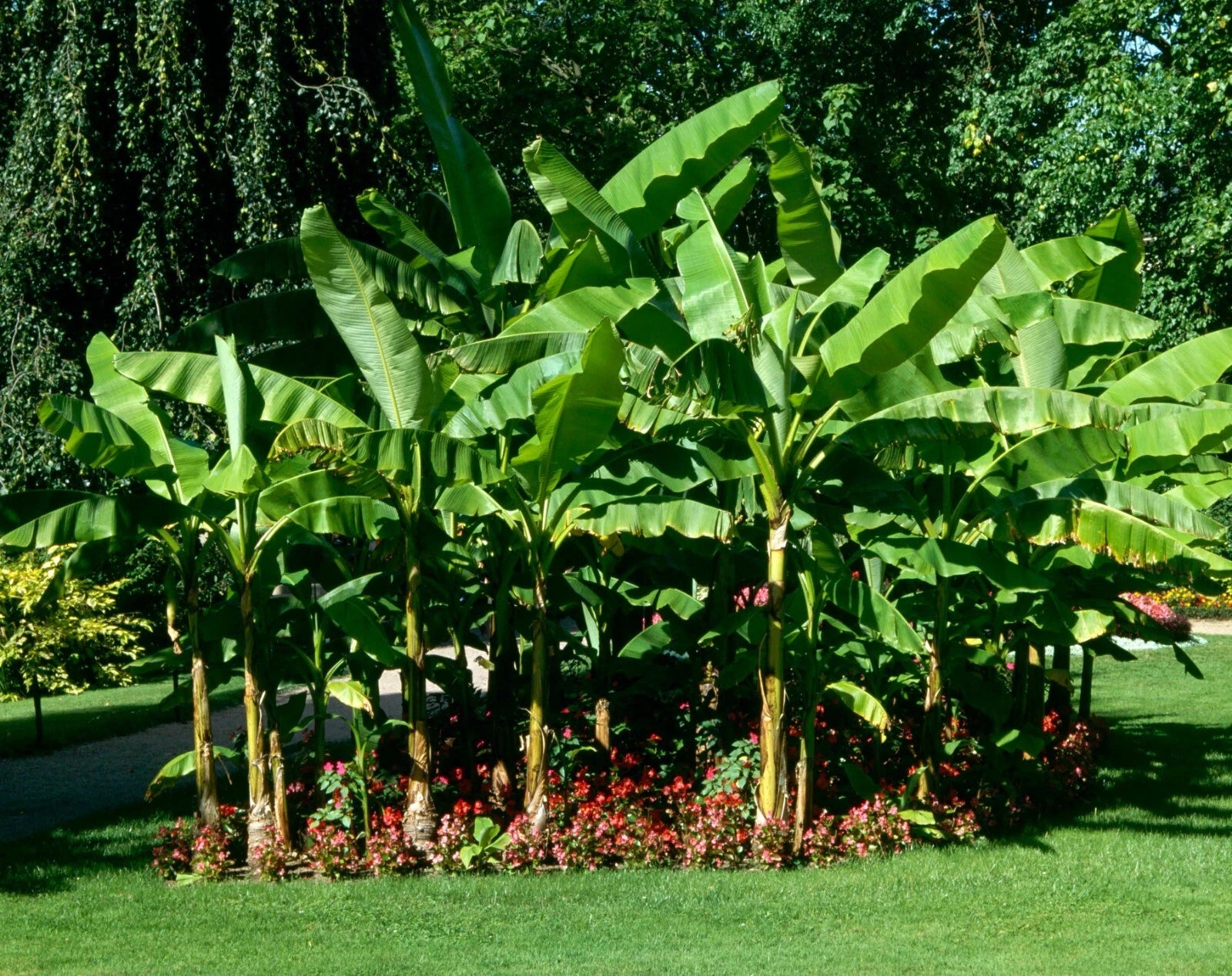 ~BASJOO Banana Tree~~Cold Hardy Musa Live Banana Tree-SMALL ROOTED STARTER PLANT
