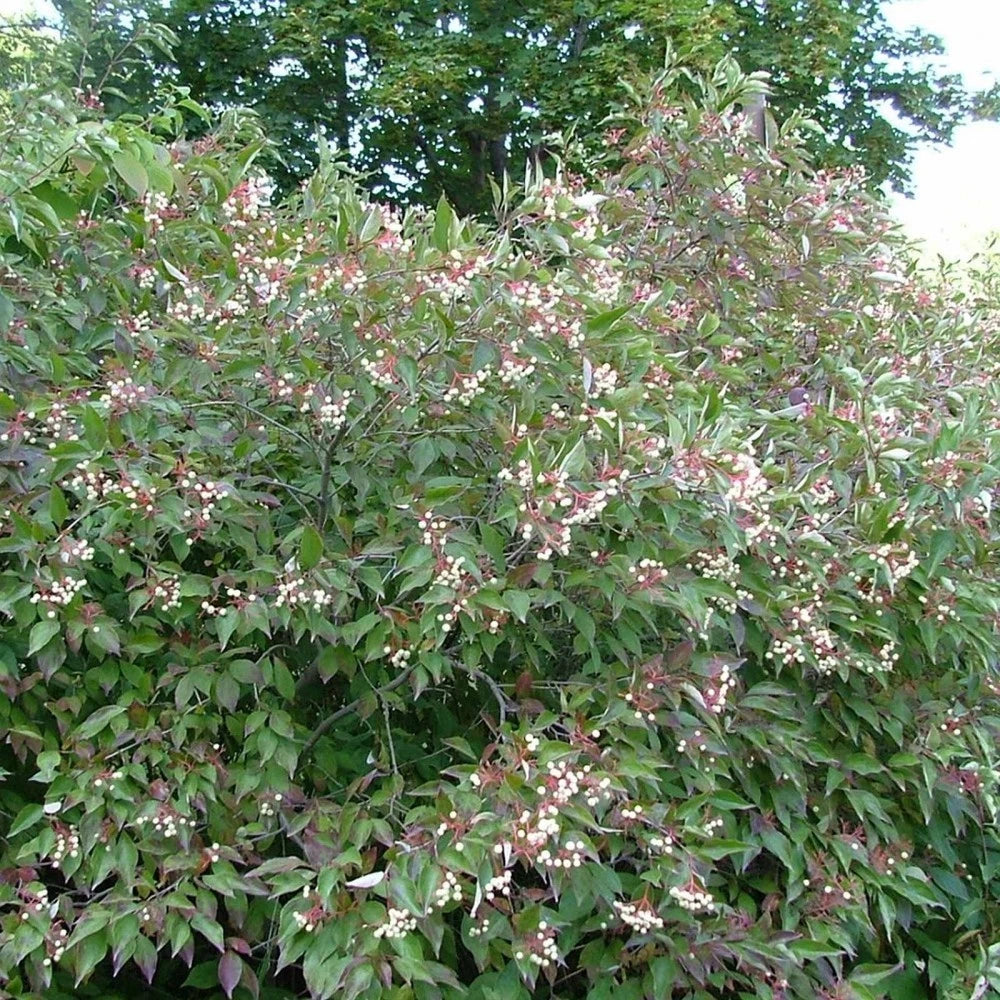 GRAY DOGWOOD Cornus Racemosa - 10+ SEEDS